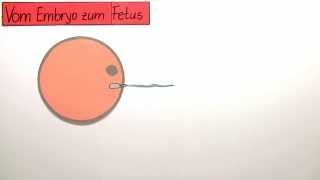 Vom Embryo zum Fetus  vorgeburtliche Entwicklung  Biologie  Humanbiologie [upl. by Ynttirb94]