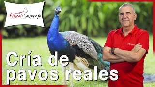 10 apuntes sobre los pavos reales 💚 [upl. by Nightingale]