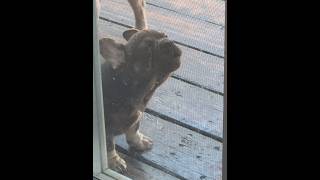 Frenchie puppy howling 🐺😃 [upl. by Nnaeirrac]