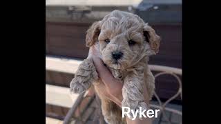 Bichon Poodle Puppies at 5 weeks Aka Bichpoo poochon and bichonpoo [upl. by Entirb]