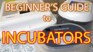 BEGINNERS GUIDE TO INCUBATORS  Choosing the right incubator for hatching coturnix quail [upl. by Main998]