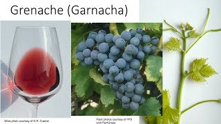 Grape Variety 38 Grenache [upl. by Adnahsed]