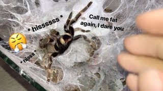 My tarantula got PISSED when I called her FAT  Stridulating [upl. by Elisabet]