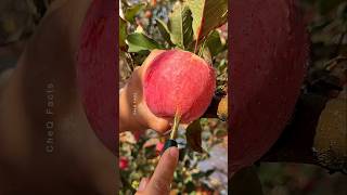 How to Grow Apple Tree From Seeds at Home 🍎 plants farming shorts [upl. by O'Donovan]