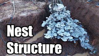 Bonus Clip  Bull Ant Nest structure [upl. by Nettle]