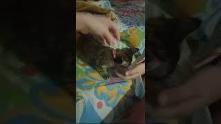 RESCATE Y ENTREGA EN ADOPCIÓN BEBÉ GATITO RIGS COLOMBIA SALVADOR DE VIDAS PASIÓN AMOR HOGAR3 [upl. by Dweck842]