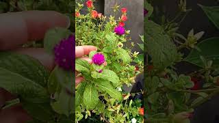 Gomphrena plant flowers bestoutofwaste easygardening terracegardning [upl. by Dorita]