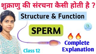 Sperm Structure amp Function Sperm count Sperm class 12  शुक्राणु की संरचना  शुक्राणु किसे कहते है [upl. by Atsok]