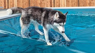 My Dog JUMPED On The Swimming Pool Cover [upl. by Kerwinn]