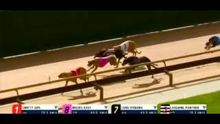 HEALESVILLE 20240915 T01 won 💵🤑💵🤑💵🤑 [upl. by Kial]