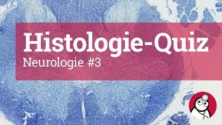 DocCheck HistologieQuiz Neurologie 3 [upl. by Raab]