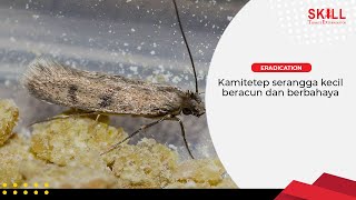 AWAS Kamitetep Serangga Kecil Beracun amp Berbahaya [upl. by Nikolaus]