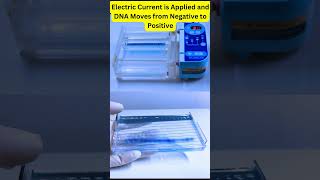 Agarose Gel Electrophoresis AgaroseGelElectrophoresis DNAGelElectrophoresis DNASeparation [upl. by Aitas]