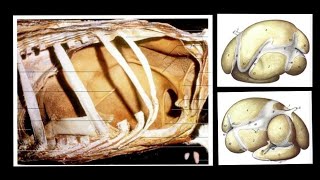 Ruminant Stomach  Rumen  Splanchnology  ANATOMY by Dr Nidhi Gupta  NDVSU  1st Year Lecture [upl. by Galitea]