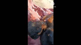 aggressive rottweiler puppies talking rottweiler viralshorts aggrasivepuppy [upl. by Meaghan858]