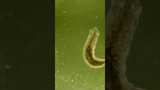 Planarian worm on a glass slide [upl. by Portingale]