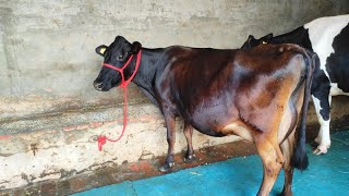 Animal Sell Purchase Business  Cattle Farming [upl. by Llednar9]