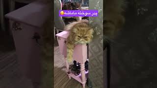 دیونه دیونه😂 [upl. by Mcclure]