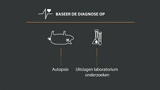 Diagnose van Lawsonia intracellularis [upl. by Namolos]