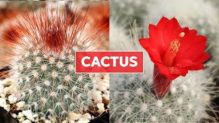 Cactus 101  Care Tips amp Unique Traits [upl. by Nauqed251]