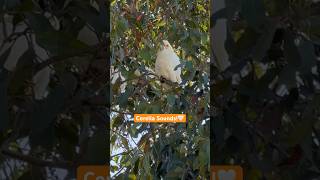 Corella Cockatoo Sounds A unique Australian Parrot 🦜 corella bird sounds [upl. by Romola919]