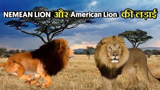 Nemean Lion vs American Lion कौन अधिक शक्तिशाली है  Lion vs Lion Fight  Am Lion vs Nm Lion [upl. by Luiza915]