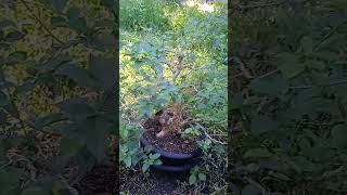 Vitex Parviflora bonsai on process👍 [upl. by Ardnosal]