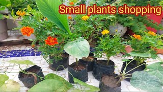 Sunday small flowering plants shoppingGreen Garden Gujarat [upl. by Ahsiekar984]