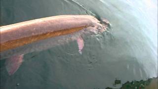 48quot Niagara River NY Musky bites man and is released Man needs 9 stitches [upl. by Georgeanna657]