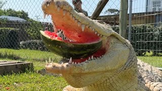 Crocodile bites head What would happen [upl. by Aehsa]