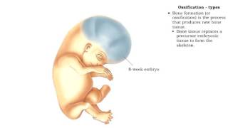 Bone formation  Ossification [upl. by Judas511]