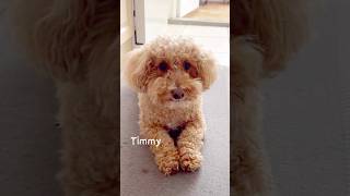 Cute dogs reaction when I call himpuppy pets cutedog vita [upl. by Alleon]