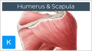 Muskeln des Humerus und der Scapula  Anatomie des Menschen  Kenhub [upl. by Bysshe360]