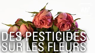 A Bon Entendeur  Fleurs mondialisées aux senteurs de pesticides [upl. by Chadwick]