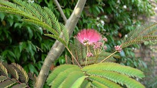 Our Small Albizia Disease amp Replacement [upl. by Berard]