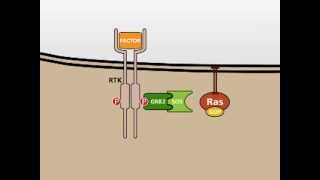 The MAP Kinase MAPK signalling pathway [upl. by Ronal200]