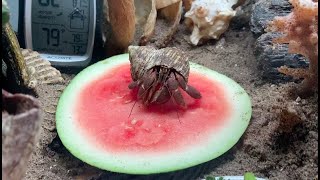 What foods do hermit crabs eat Give your crabs these foods to make them active amp healthy [upl. by Chor285]