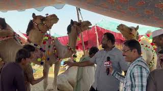 CAMEL PURCHASING INTERVIEW WITH MEDIA IN SHAH PUR KANJRA MANDI LAHORE 2024CAMELMANDI LAHORE [upl. by Franchot400]