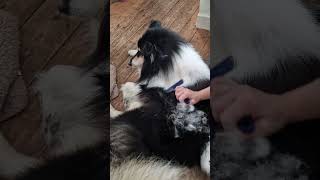 Rough Collie being brushed  Bevan gets Groomed while Uther looks on [upl. by Cima]