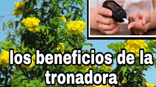 tronadora para la diabetes una planta natural [upl. by Eittod]