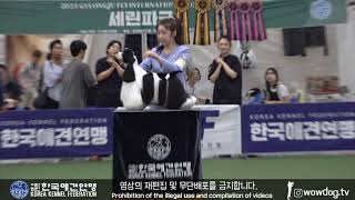 2024 GYEONGBUK FCI INTERNATIONAL DOG SHOW [upl. by Gipps272]