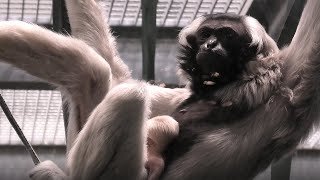 Introducing the cutest baby gibbon at Twycross Zoo [upl. by Michi]