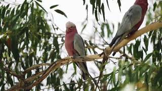 Cute Cockatoos In The Tree  Bird Sounds 1 [upl. by Kerrison]