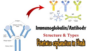 Immunoglobulins in Hindi।Immunoglobulin Antibody structure amp types । IgG IgM IgA IgD IgE [upl. by Annaek]