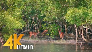 Sundarbans  The World’s Largest Natural Mangrove Forest India  4K 60fps Nature Relax Video [upl. by Ayila]