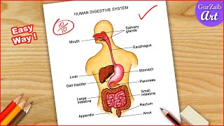 Human Digestive system Diagram Drawing  easy science project making  step by step [upl. by Katherine291]