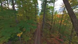 Vibrant Autumn Canopies Shine in Drone Footage [upl. by Retsila]