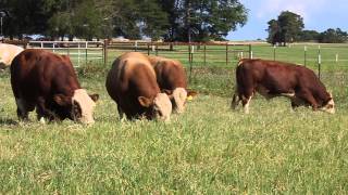 Long yearling Fleckvieh bulls [upl. by Netsirhc871]