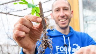 How to Grow a Fig Tree from a Cutting  Propagate Figs for your Garden [upl. by Niklaus246]