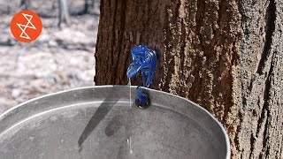 Making Maple Syrup  Où se trouve Garland Sugar Shack [upl. by Kapor]